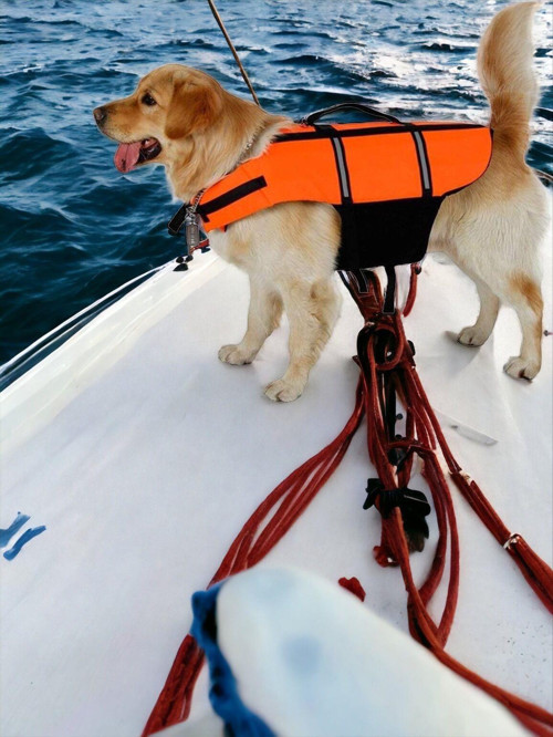 Köpek Can Yeleği, Köpekler için Reflektörlü Yüzme Yardımcısı