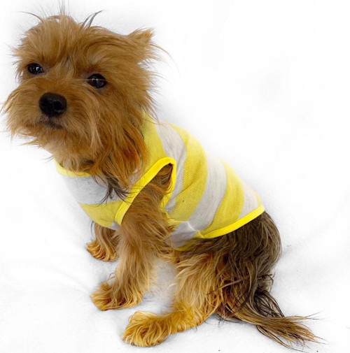Yellow White Atlet by Kemique Köpek Kıyafeti Köpek Elbise