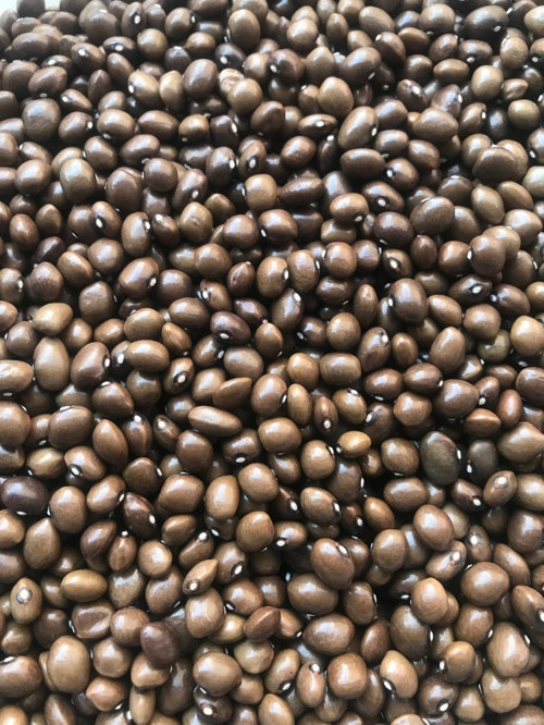 YERLİ BONCUK AYŞE SIRIK FASULYE TOHUMU 500 GR
