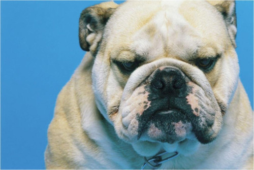 Altı Kaymaz 23 x 20 cm Natura Serisi Bulldog Köpek Resimli Mouse Pad