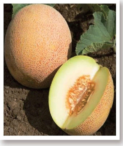 Ata Tohumu Yerli Doğal Yazlık Bal Kavun Ananas Kavun Tohumu 100 Adet Tohum