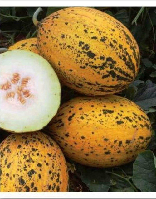 Ata Tohumu Yerli Doğal Kışlık Kavun 589-Kırkağaç 100 Adet Tohum