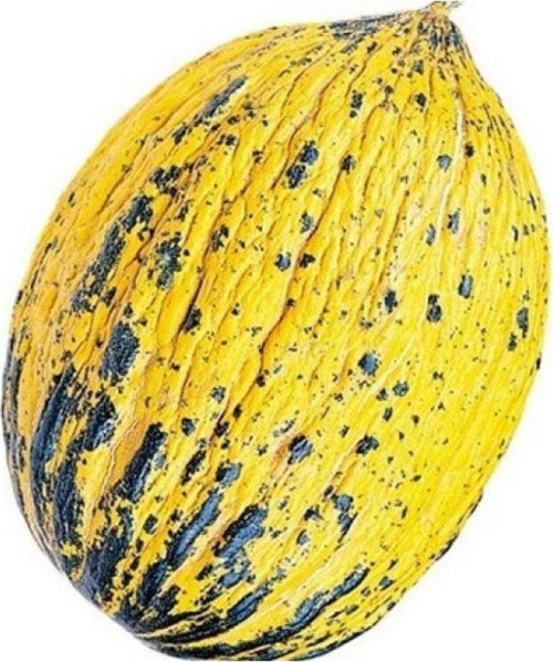 Ata Tohumu Yerli Doğal Kışlık Kavun Kırkağaç (589) 100 Ad. Sebze Tohumu