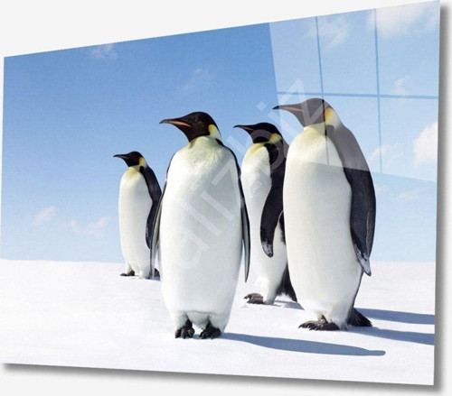Penguen Hayvan Cam Tablo 4Mm Dayanıklı Temperli Cam