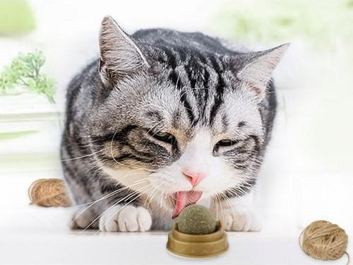 Lisinya192 Kedi Nanesi Cat Mint Oyun Topu